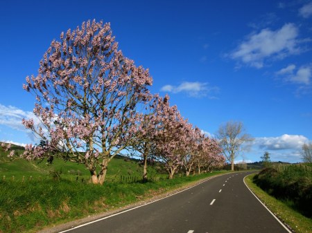 Paulownia trees along Tiniroto Road at Marumaru